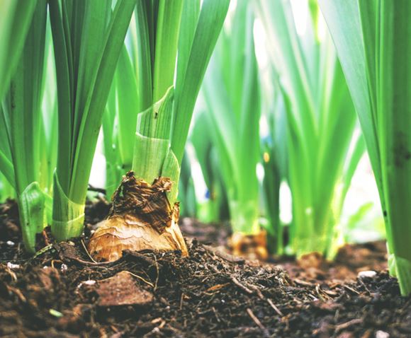 cuisine upfield nature